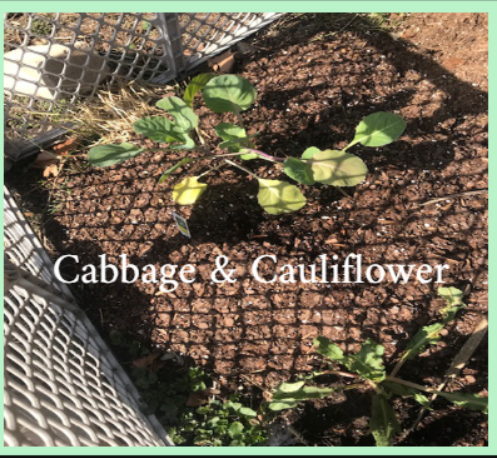 The few cabbage and cauliflower I've planted outside are dong well in my gardening journey