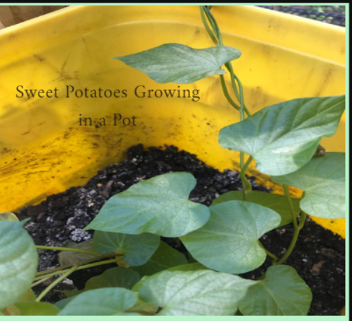 I started sweet potato slips and have them growing in buckets in my gardening journey