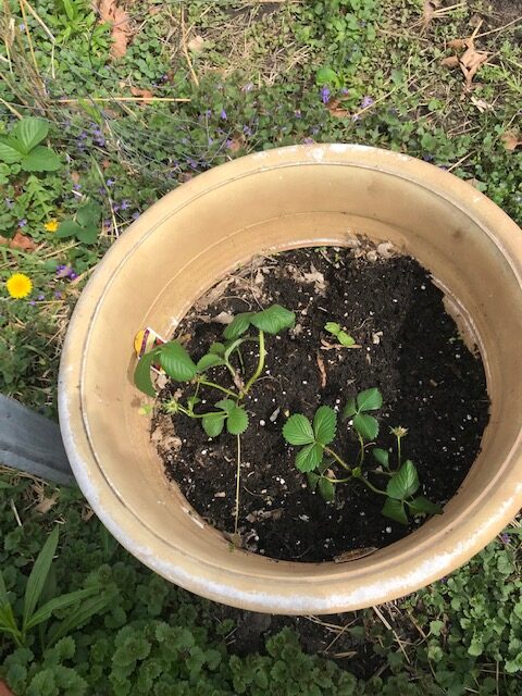 My Wednesday Musings: Planted new strawberry plants
