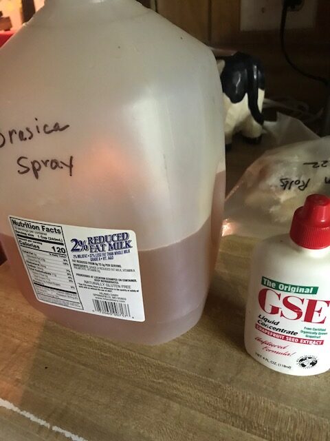 What''s Life Like at My Casa.
Mixing up natural repellents for things like cabbage moths and aphids is a top priority this year