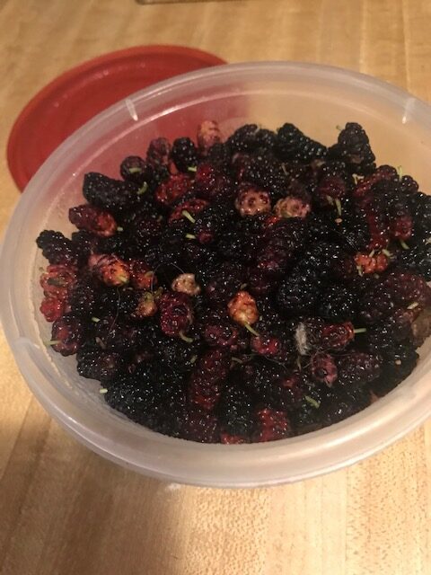 What's Life Like at My Casa. 
In the morning and evening there are lots of mulberries to pick for jam and pie.