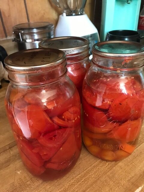 Several quarts of tomatoes canned
