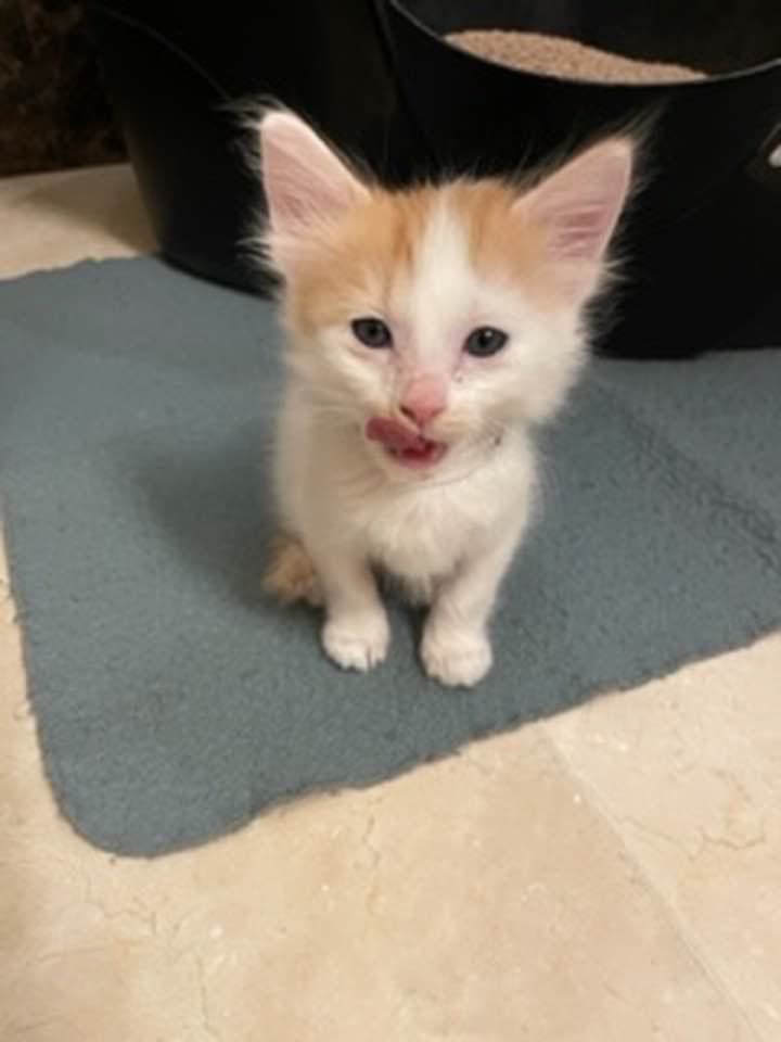 Normal as normal can be for rescued baby kitty, Rocket