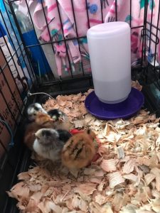 Baby Chicks, Growing and Water