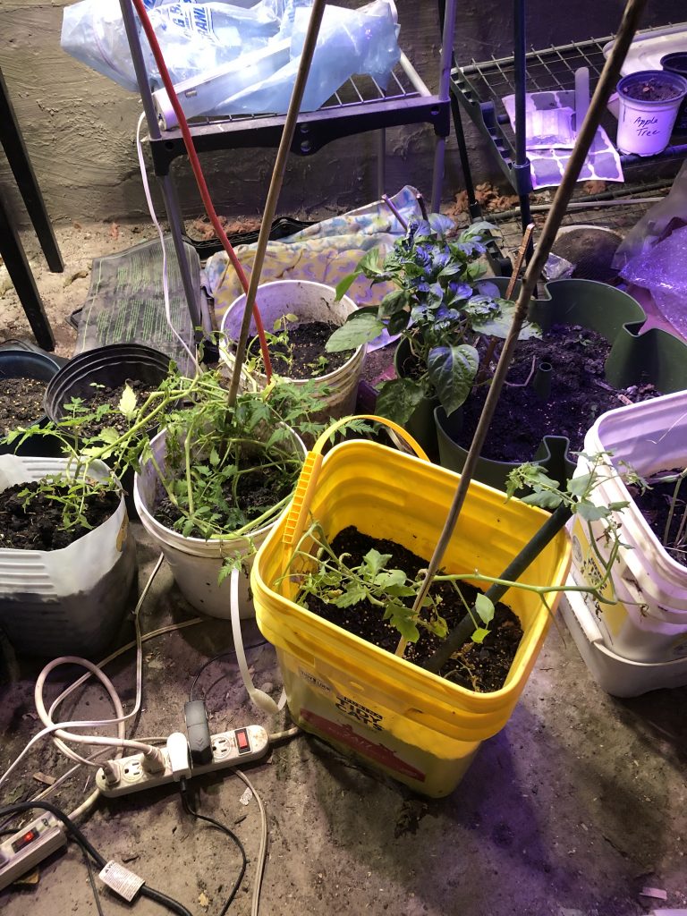 Happenings at Simply Backwoods is all about saving plants from outdoors that aren't doing well at all. Thanks chemtrails and all the other stupid climate change crap!