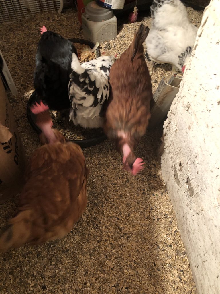 Wrapping up a beautiful day. The chickens are definitely wrapping up their day with their evening snack. 