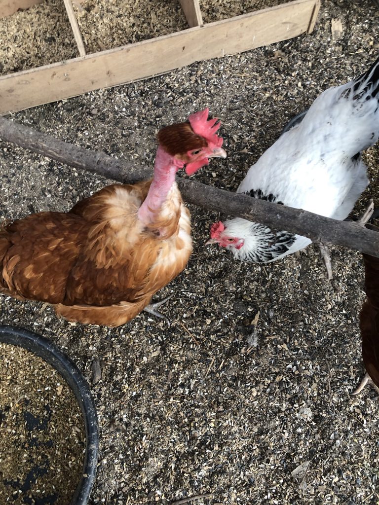 It's a week of thriving and on warmer days the chickens get a little outdoor time.